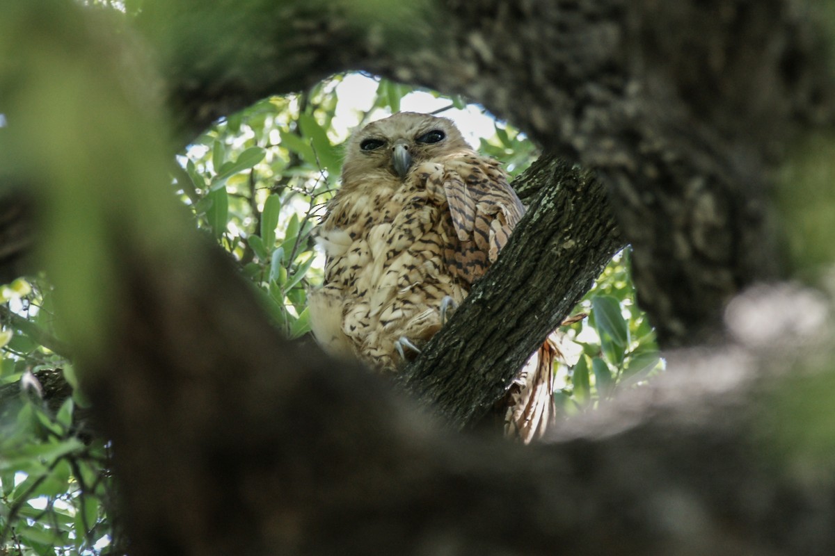 Pel's Fishing-Owl - ML637847524