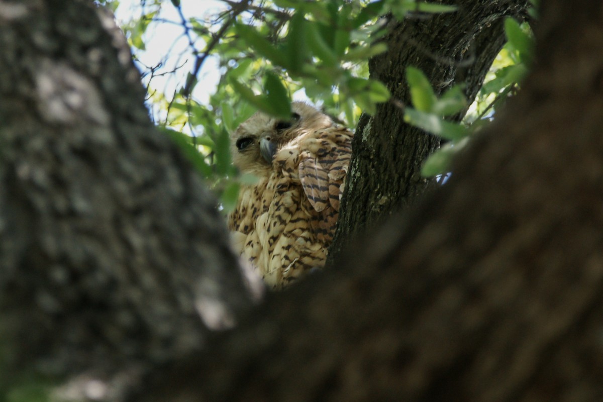 Pel's Fishing-Owl - ML637847534