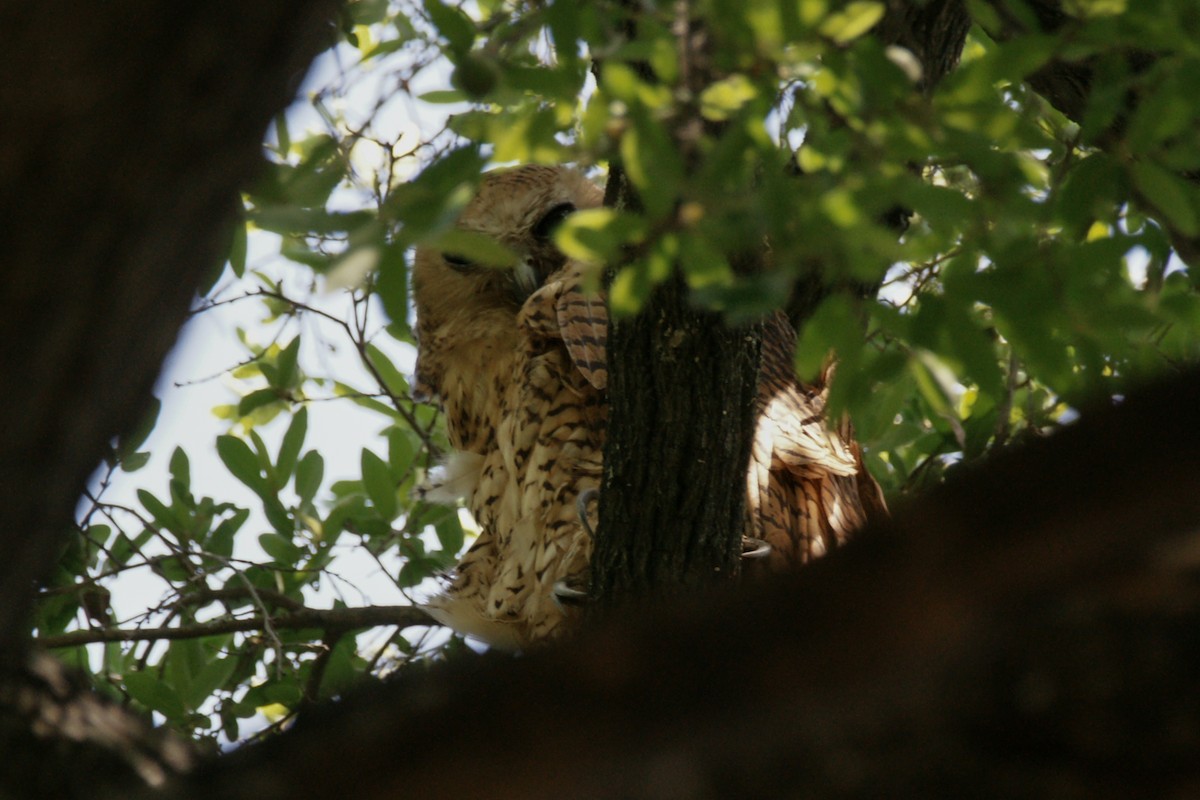 Pel's Fishing-Owl - ML637847535