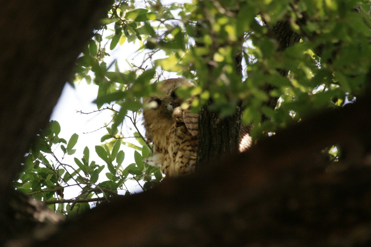 Pel's Fishing-Owl - ML637847536