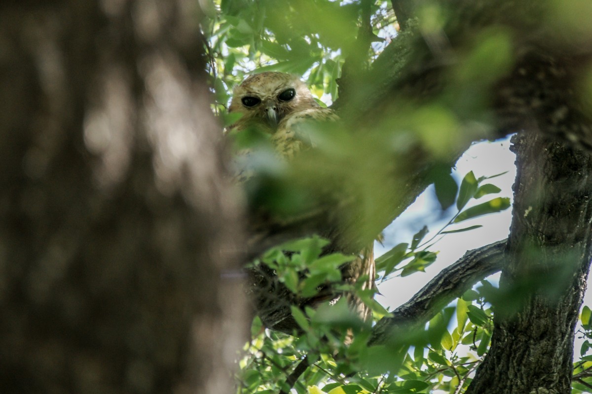 Pel's Fishing-Owl - ML637847538