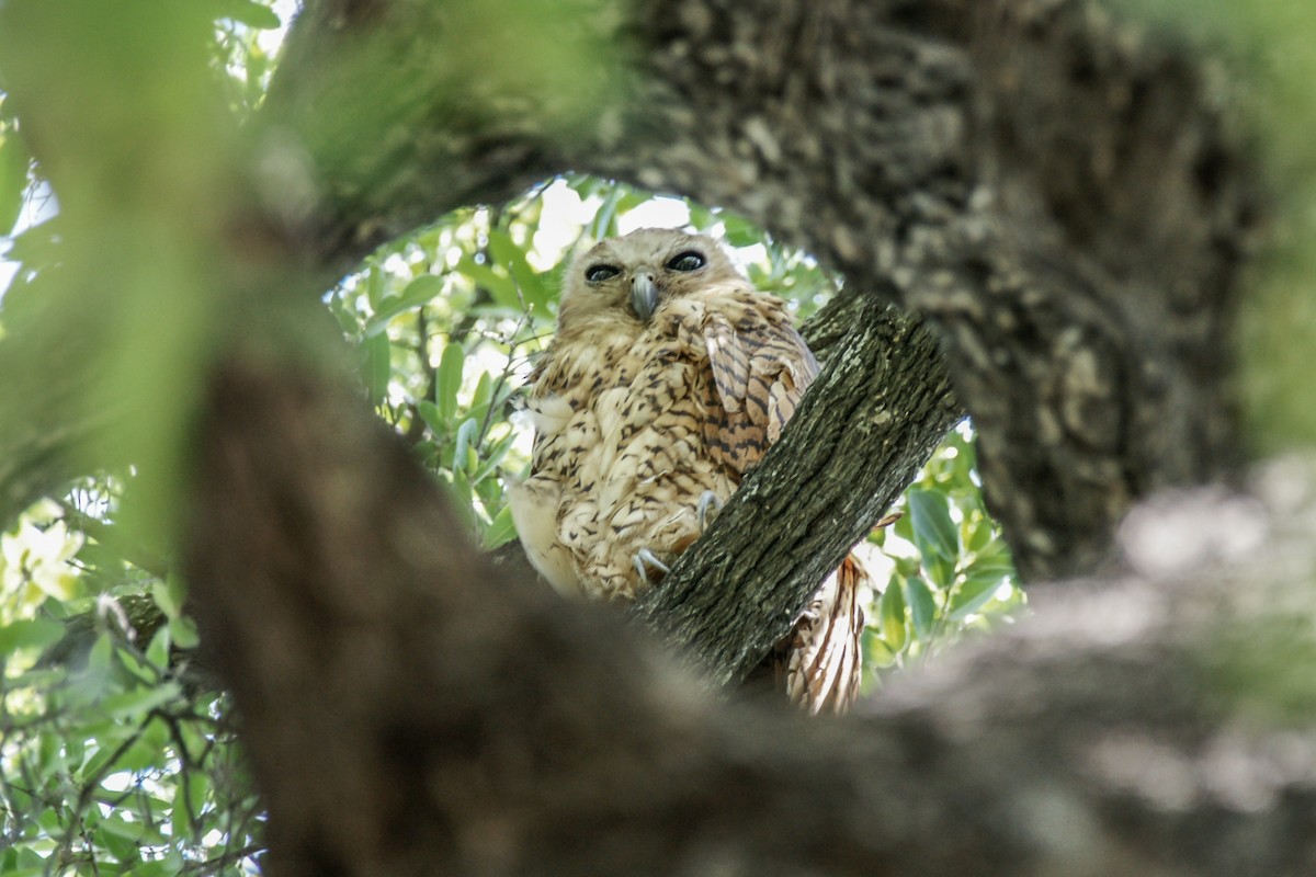 Pel's Fishing-Owl - ML637847539