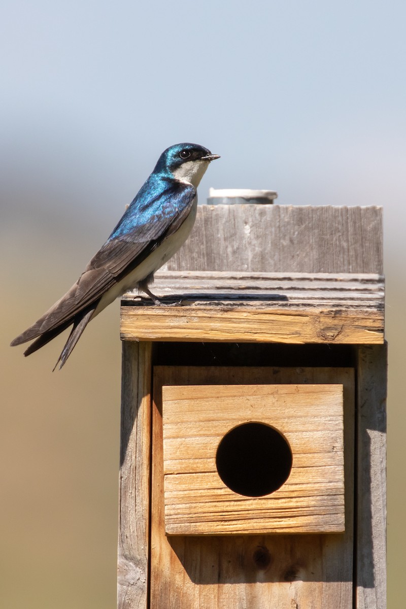 Tree Swallow - ML637847570