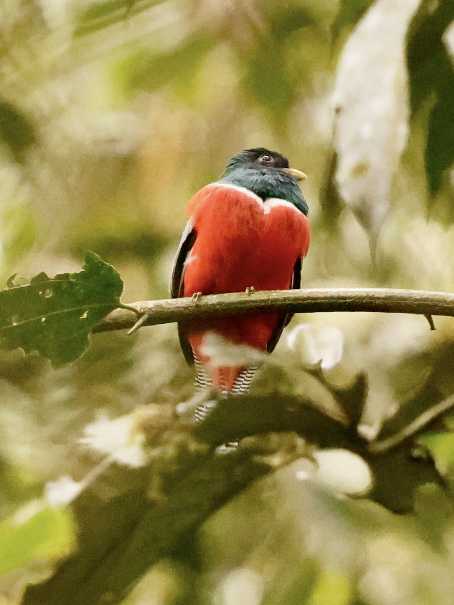 Collared Trogon - ML637847721