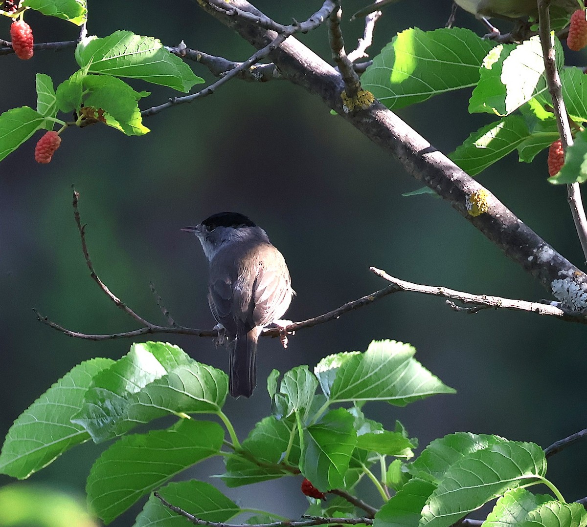 Eurasian Blackcap - ML637847757