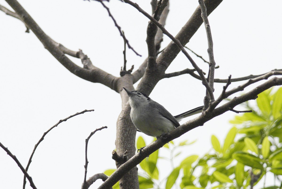 White-browed Gnatcatcher - ML637847770
