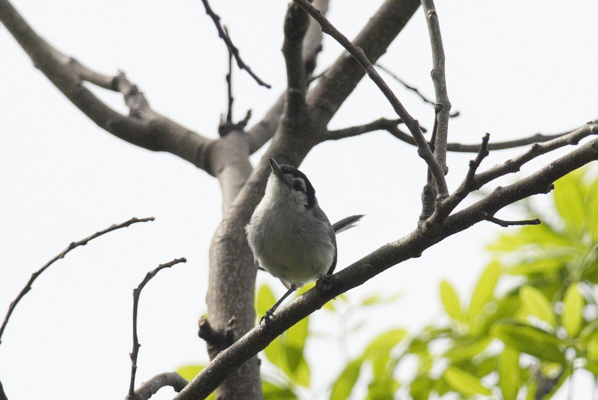 White-browed Gnatcatcher - ML637847771