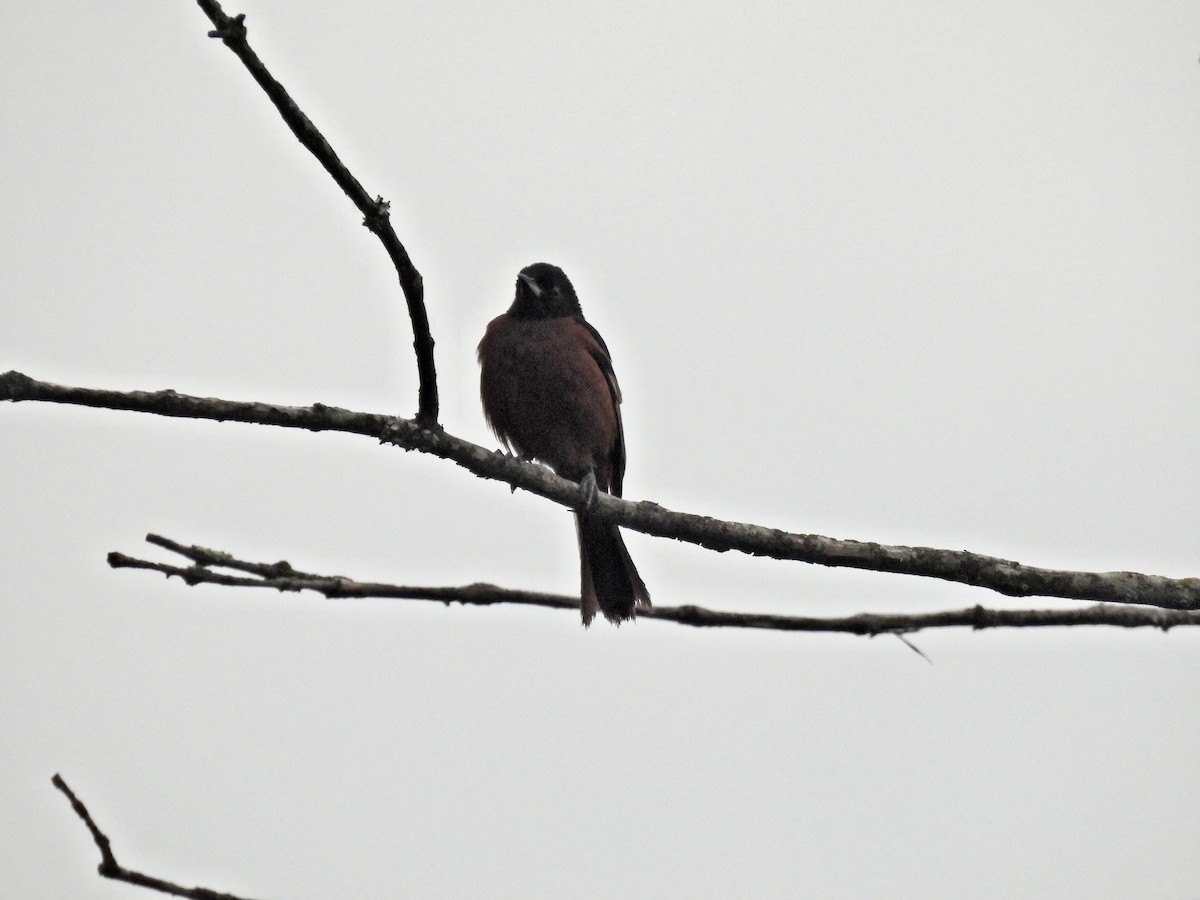 Orchard Oriole - ML637847843