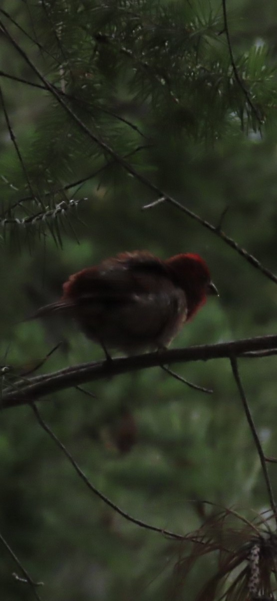 Purple Finch - ML637847887