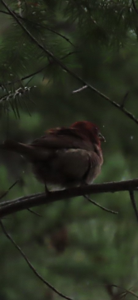 Purple Finch - ML637847888
