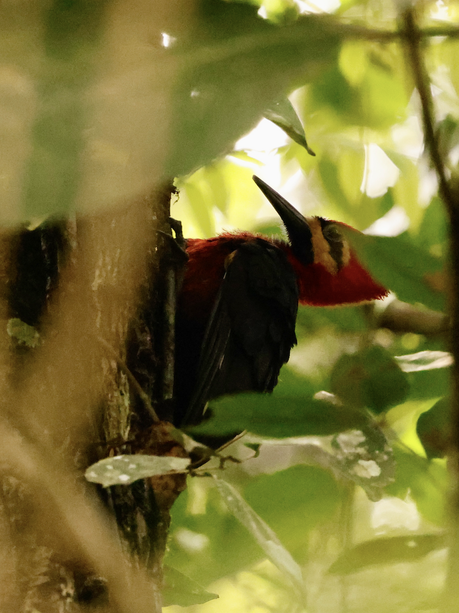 Crimson-bellied Woodpecker - ML637847899