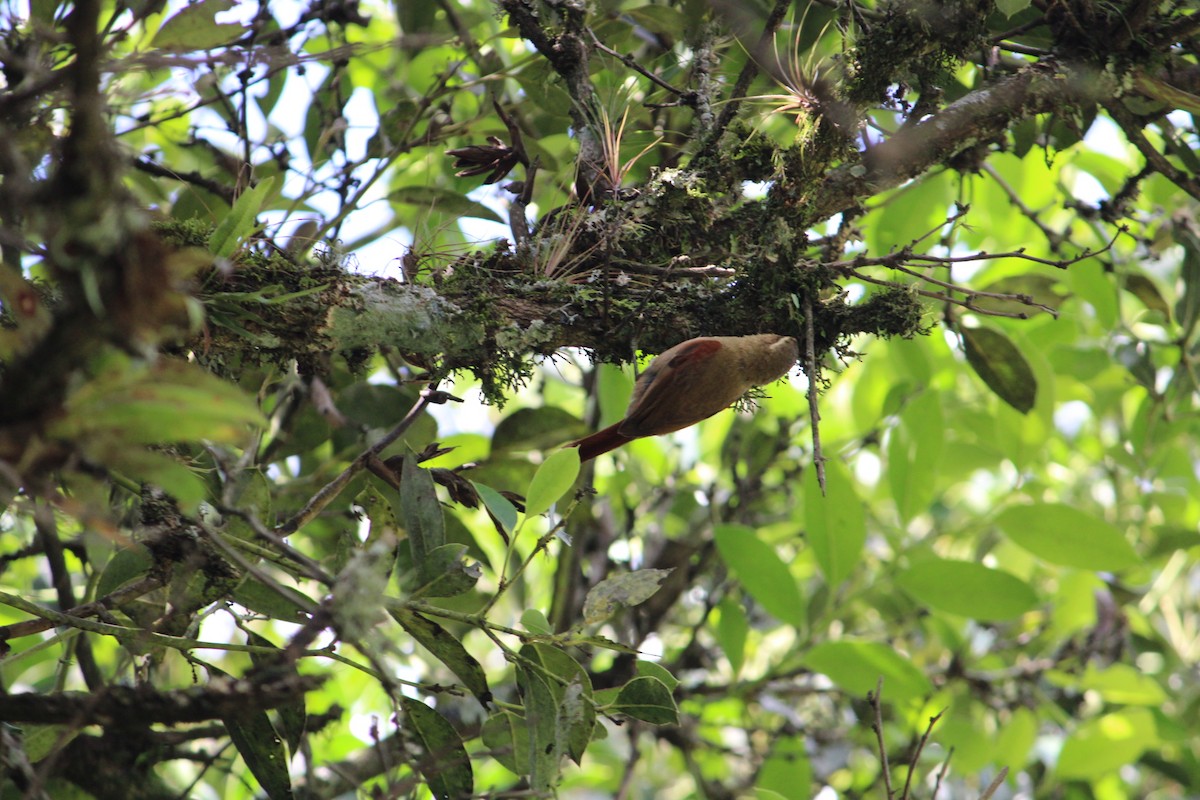 Olive Spinetail - ML637847929