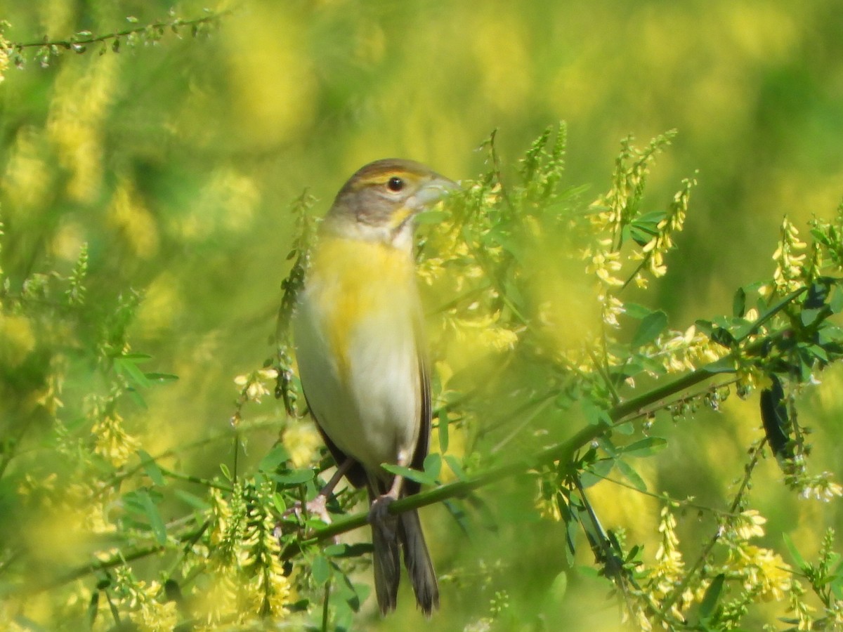 Dickcissel - ML637847935