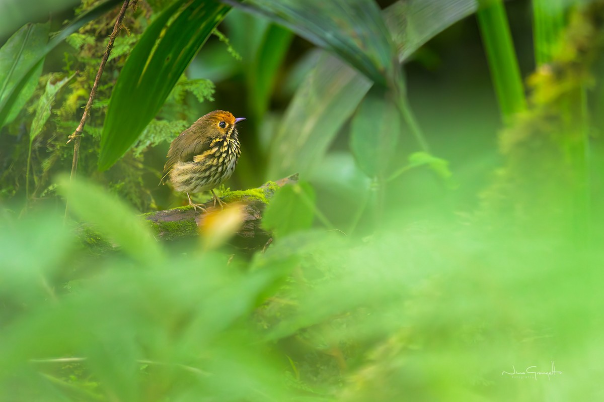 Ochre-fronted Antpitta - ML637847938