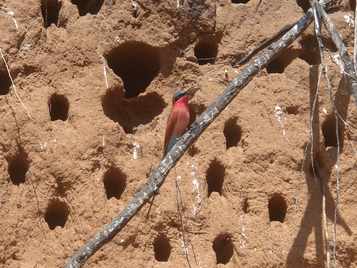 Southern Carmine Bee-eater - ML637847954