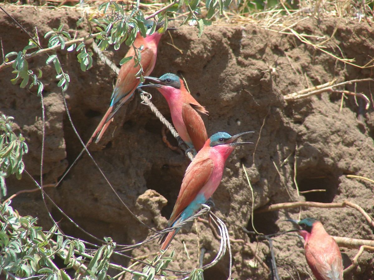 Southern Carmine Bee-eater - ML637847955