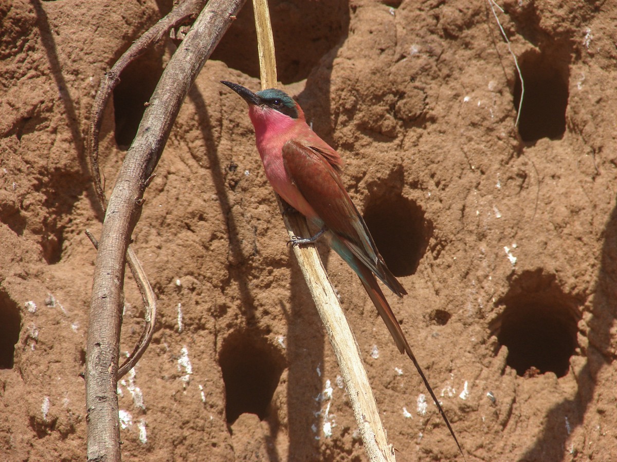 Southern Carmine Bee-eater - ML637847956