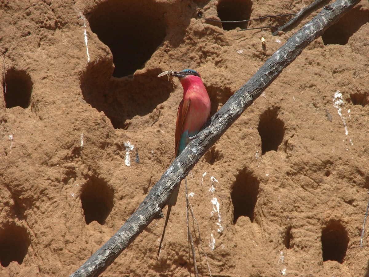 Southern Carmine Bee-eater - ML637847959