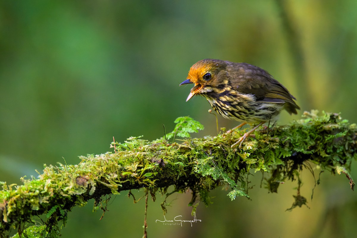 Ochre-fronted Antpitta - ML637847963