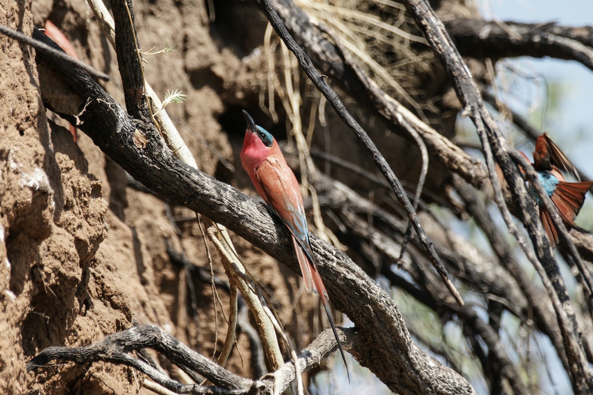 Southern Carmine Bee-eater - ML637847969