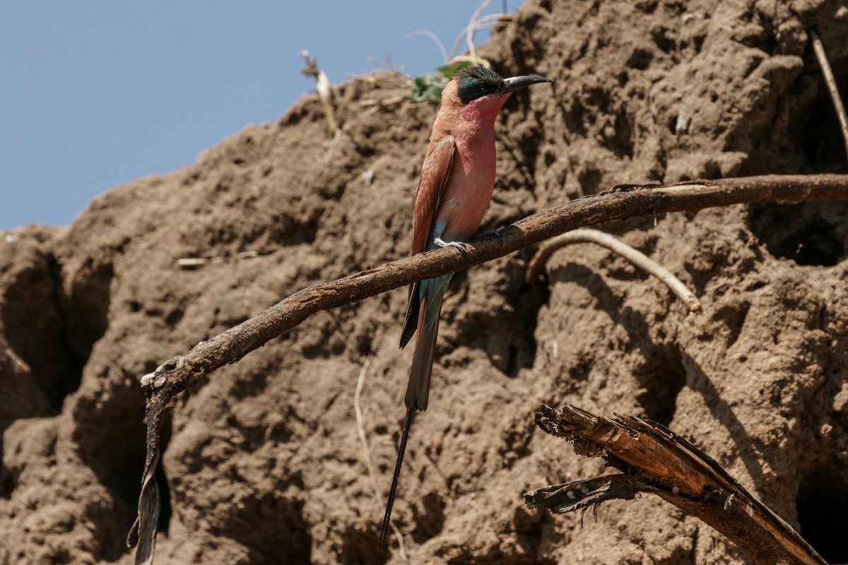 Southern Carmine Bee-eater - ML637847970