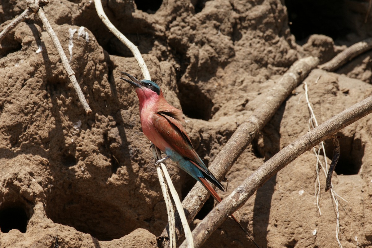 Southern Carmine Bee-eater - ML637847972