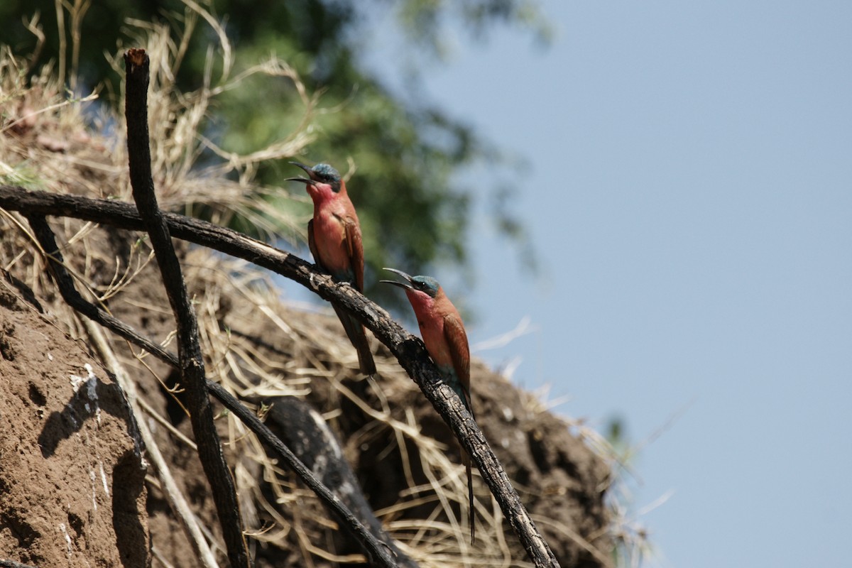 Southern Carmine Bee-eater - ML637847974