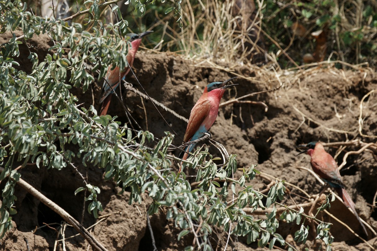 Southern Carmine Bee-eater - ML637847975