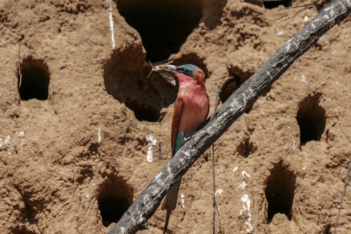 Southern Carmine Bee-eater - ML637847976