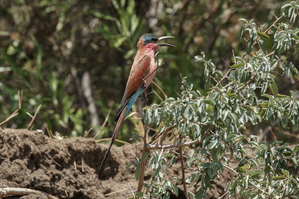 Southern Carmine Bee-eater - ML637848022