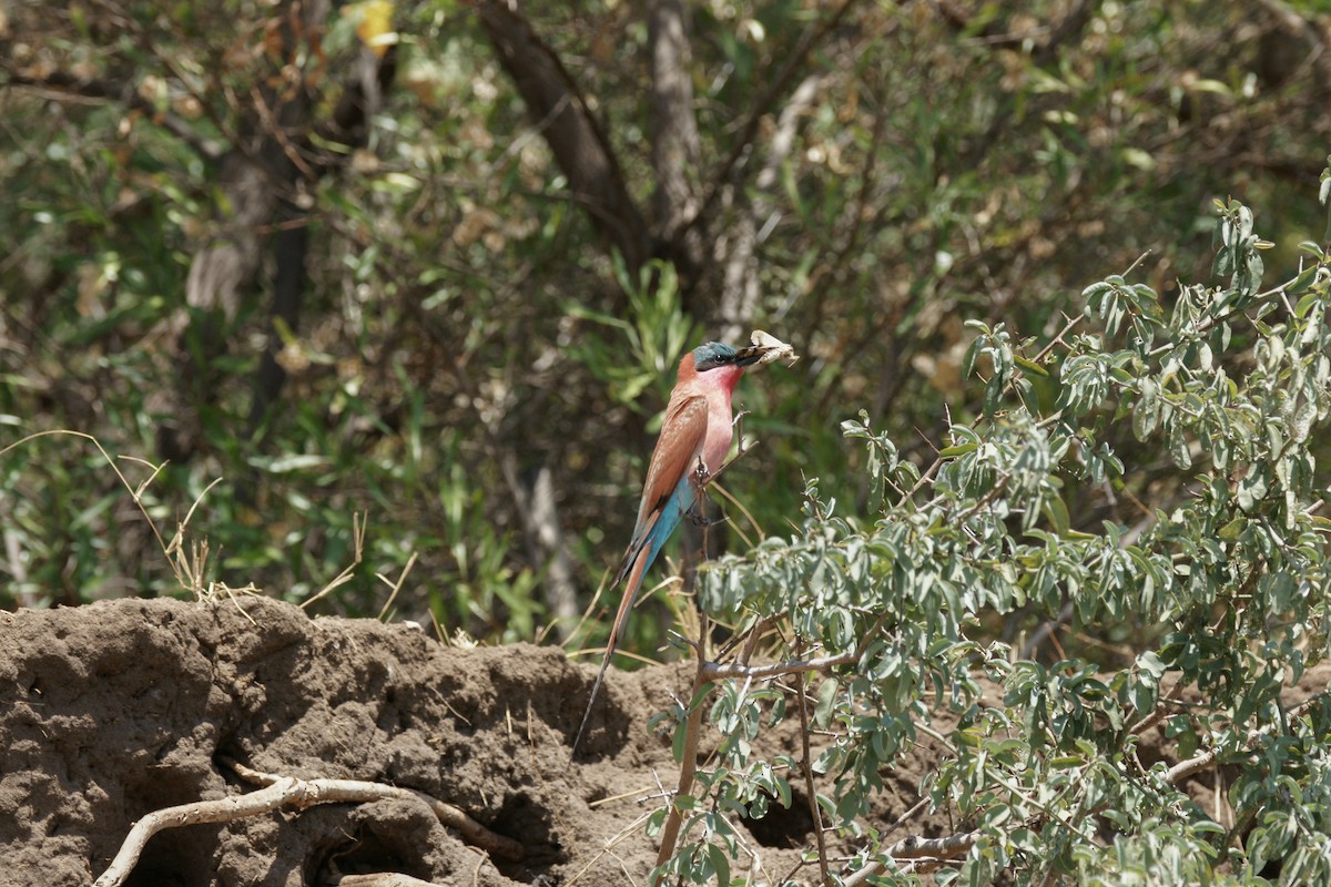 Southern Carmine Bee-eater - ML637848033
