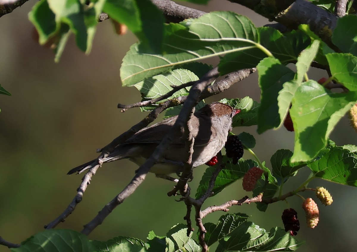 Eurasian Blackcap - ML637848086