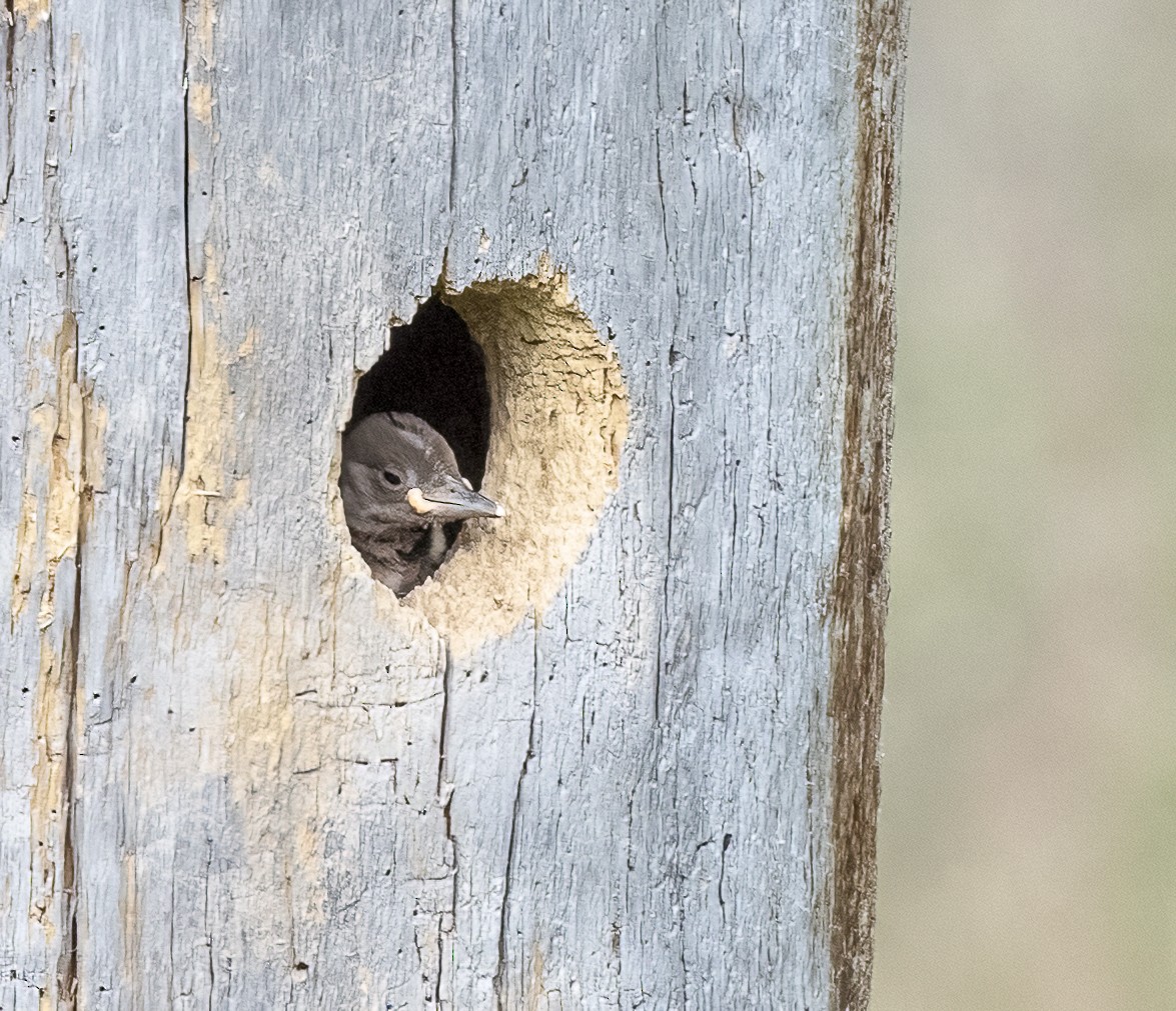 Northern Flicker - ML637848125