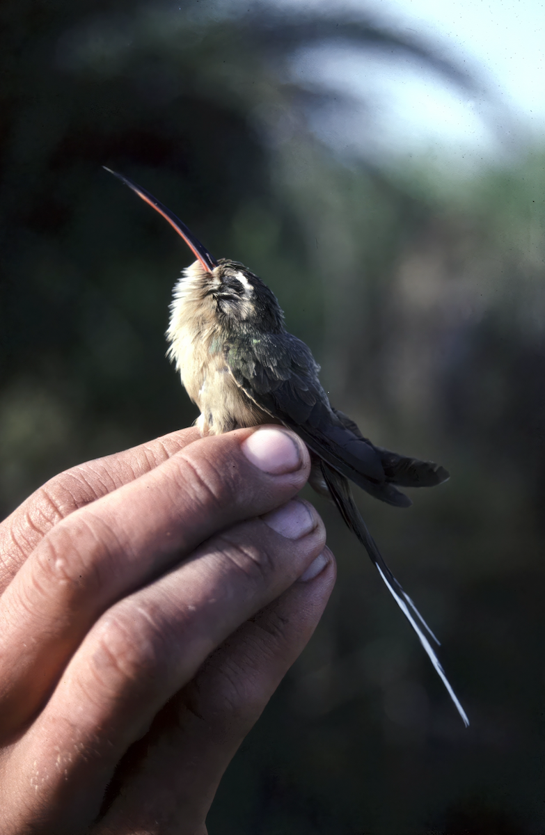 Planalto Hermit - ML637848188