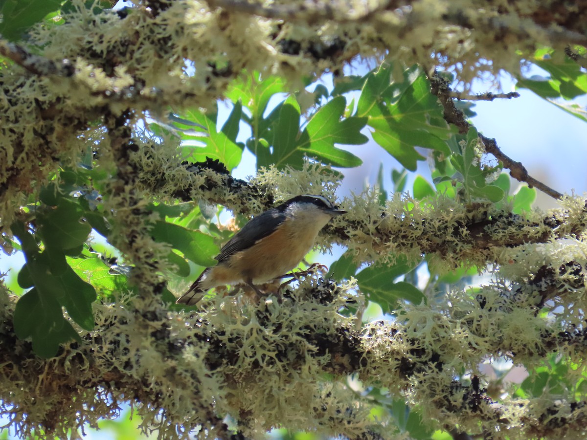 Red-breasted Nuthatch - ML637848207