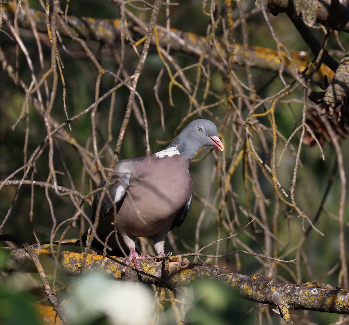 Common Wood-Pigeon - ML637848240