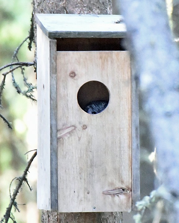 Boreal Owl - ML637848254