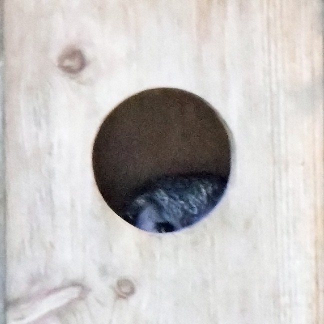 Boreal Owl - ML637848260
