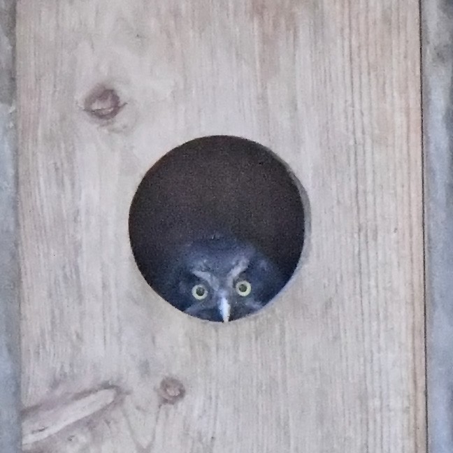 Boreal Owl - ML637848264