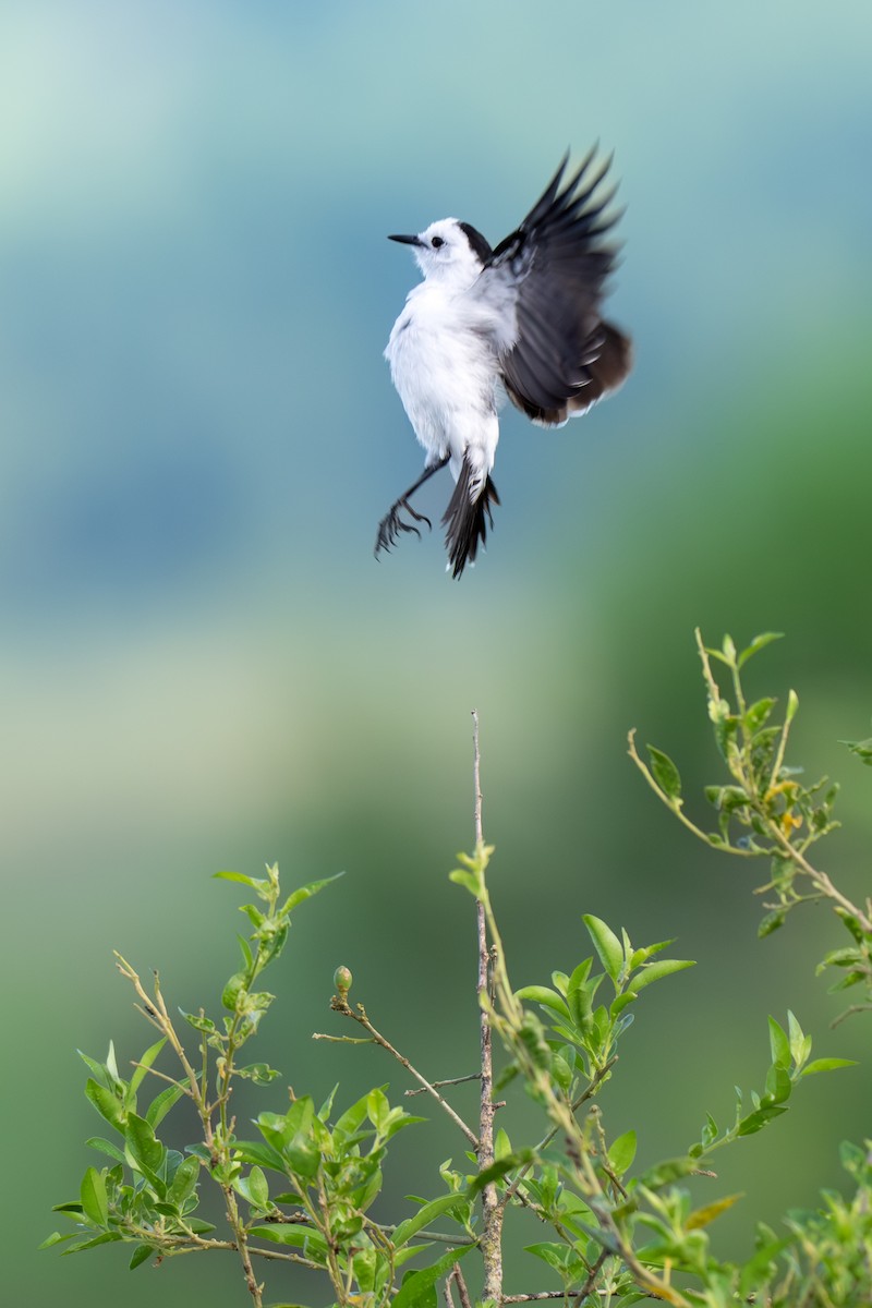 Pied Water-Tyrant - ML637848265