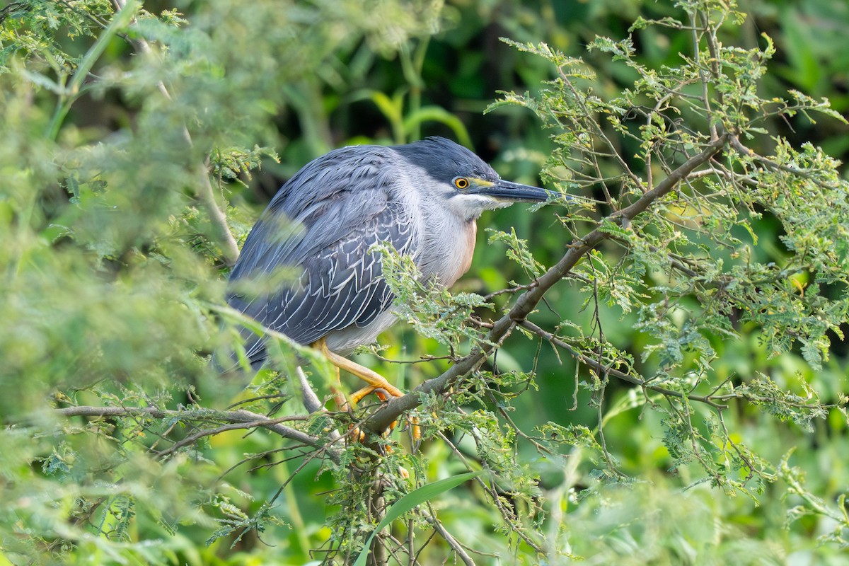 Striated Heron - ML637848271