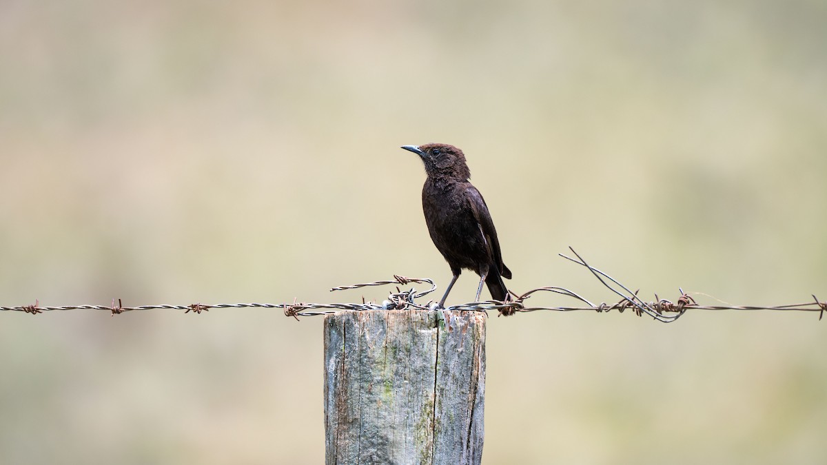 Northern Anteater-Chat - ML637848279