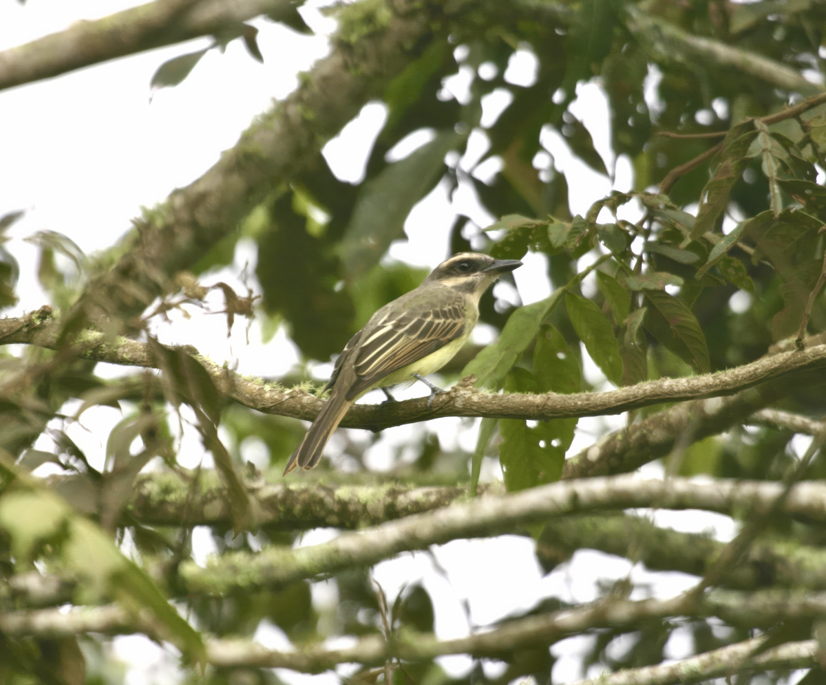 Golden-crowned Flycatcher - ML637848303