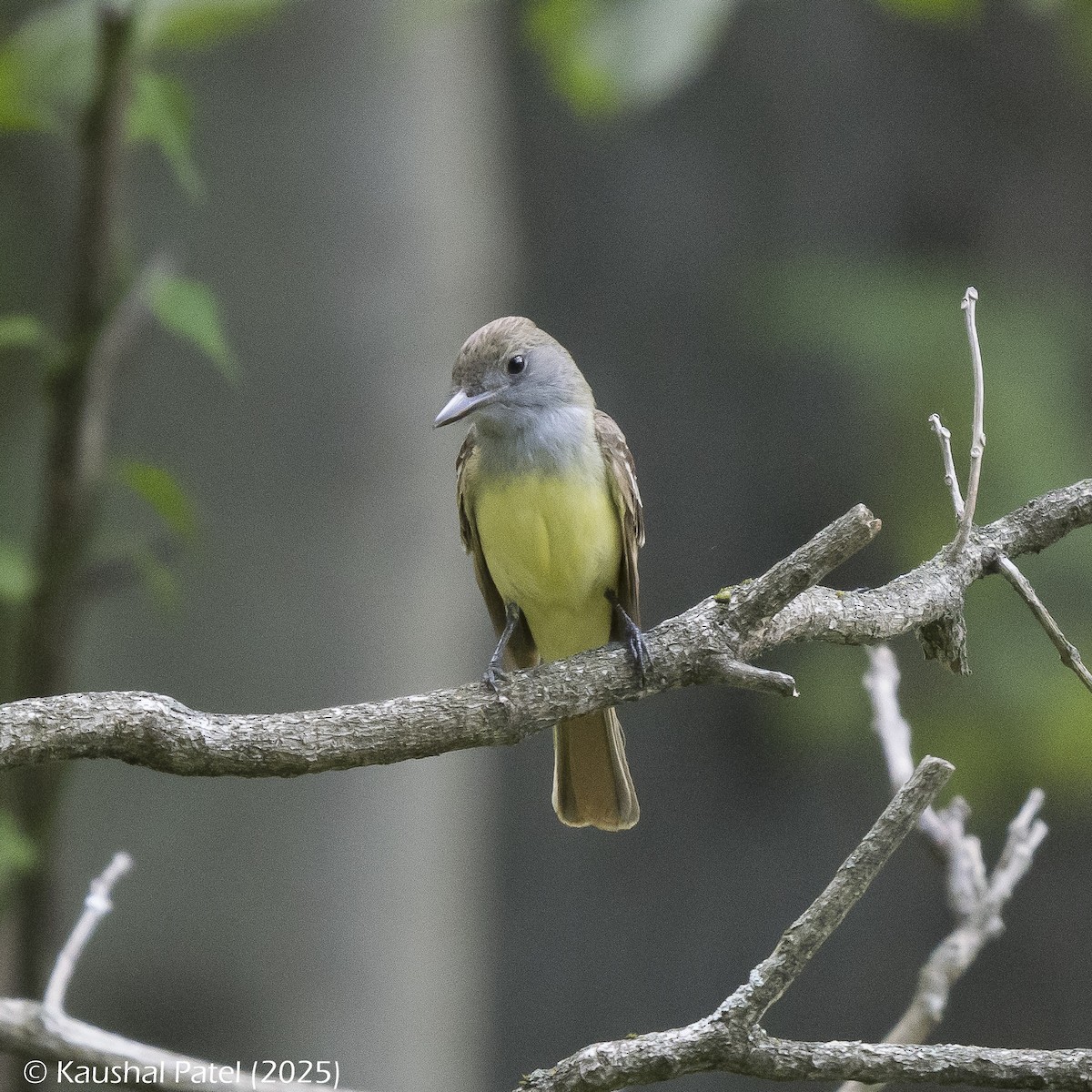 Great Crested Flycatcher - ML637848304