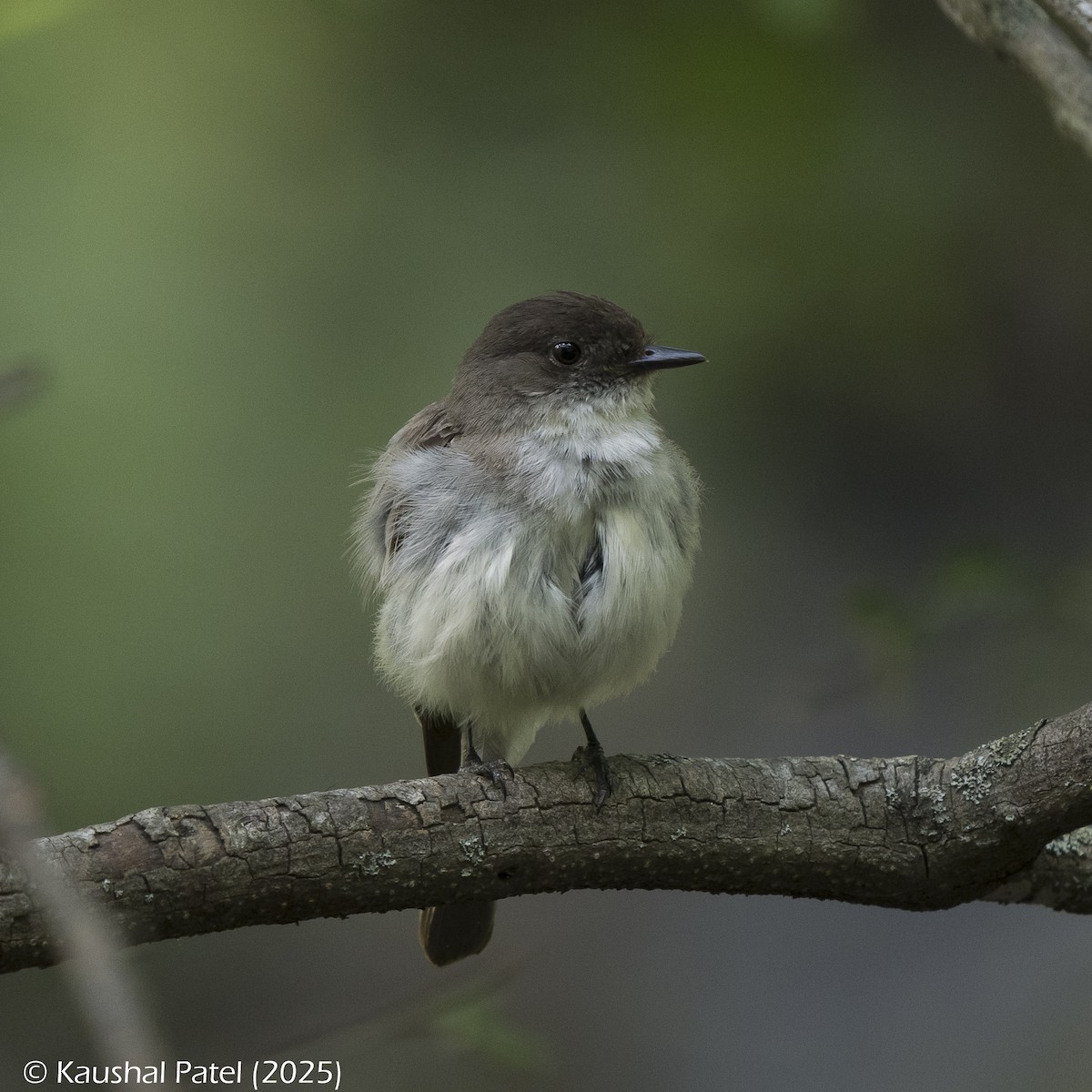 Eastern Phoebe - ML637848308