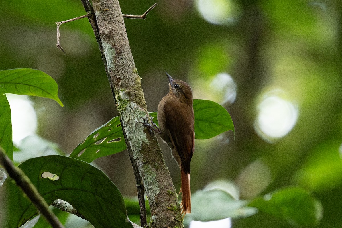 Wedge-billed Woodcreeper - ML637848336