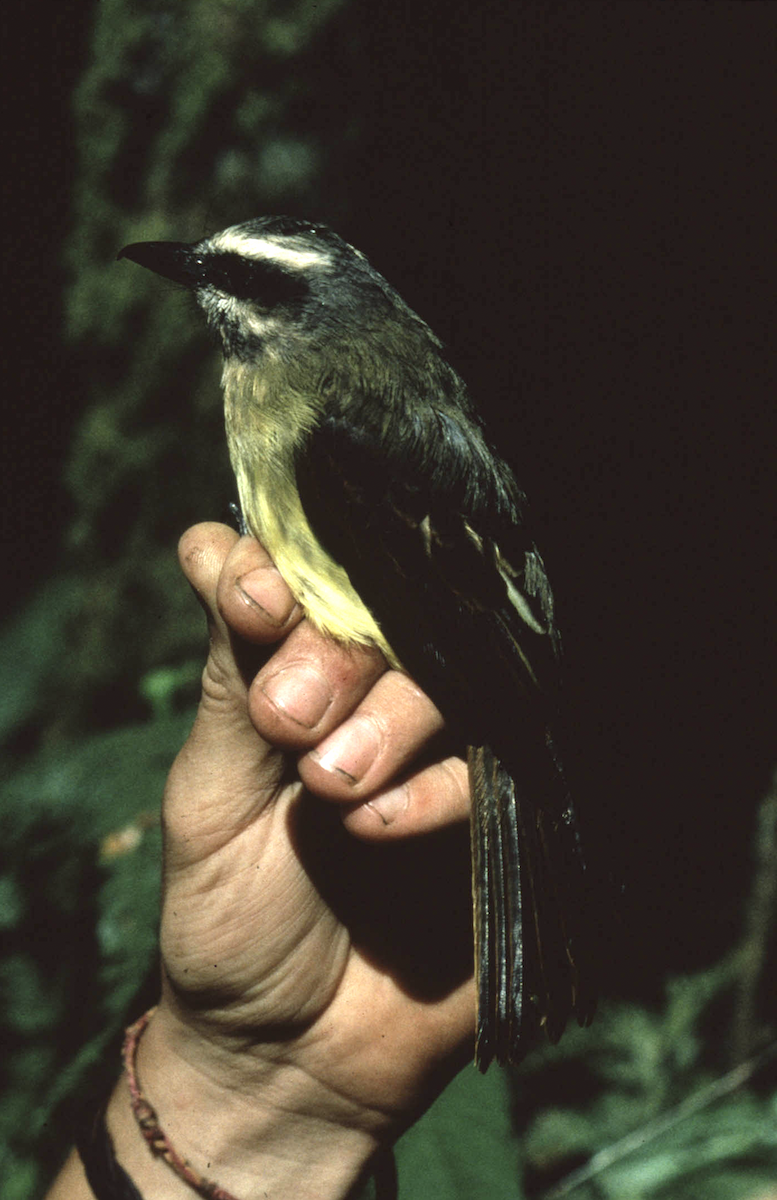 Golden-bellied Flycatcher - ML637848350