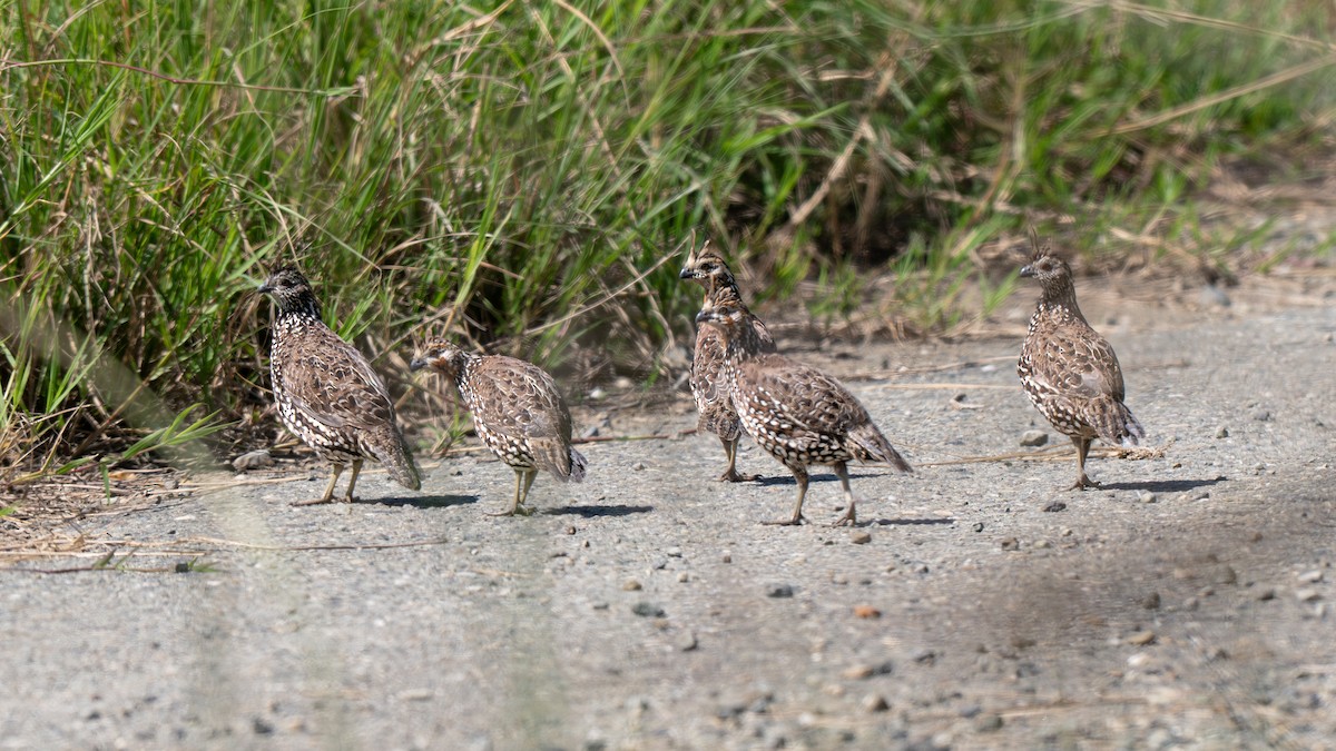 Crested Bobwhite - ML637848352