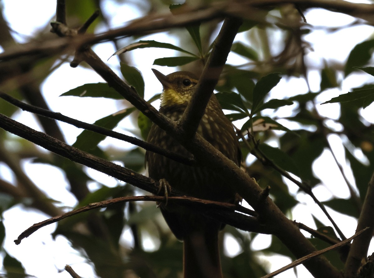 Buff-browed Foliage-gleaner - ML637848422
