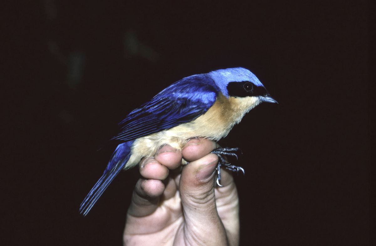 Fawn-breasted Tanager - ML637848529